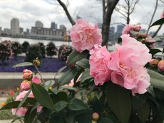 -丹东路渡口(轮渡站)