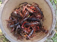 -同銮特种养殖场·龙虾垂钓