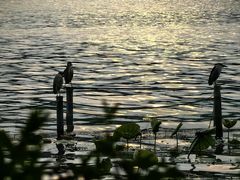 -湖畔居茶楼(湖滨店)