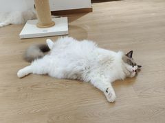 -1013 PET SHOP精品宠物商店(丁香店)