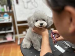 -鑫艺宠物美容培训学校