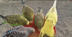 -萌宠亲子动物乐园(槐房万达店)