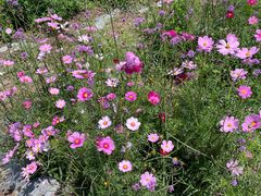 -紫颐香薰山谷景区