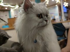 -猫小院猫主题咖啡厅(北锣店)