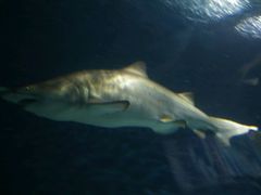 -上海海洋水族馆-停车场