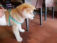 -百好乐宠物友好餐厅(朝外大街店)