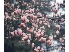 -白塘生态植物园