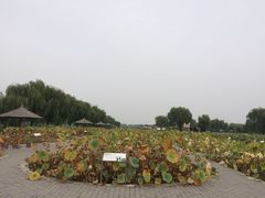 -白洋淀景区