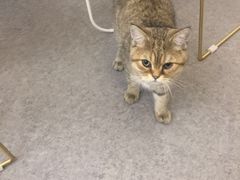 -豆老板的猫咖啡(碑林博物馆店)