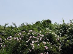 -九里河湿地公园