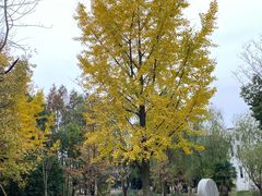 -昆山城市生态森林公园