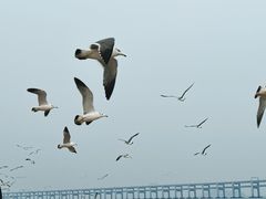 -星海广场