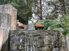 -上海野生动物园