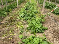 -马陆小张葡萄园农家乐