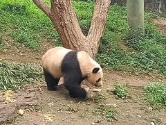 -都江堰中华大熊猫苑