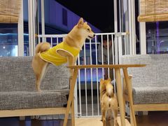 -南京Hallo宠物乐园·哈罗犬舍·柴犬繁育基地