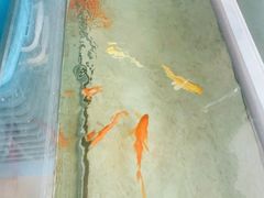 -姥家大锅台水库渔家