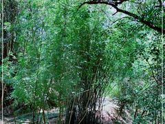 -广州白江湖森林公园