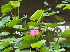 -荔湾湖公园