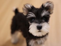 -翊宠yipet猫狗购宠庄园犬舍•猫舍