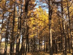 -塞罕坝国家级自然保护区