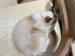 -藏猫猫咖啡主题馆(中央大道店)