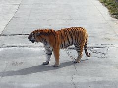 -西安秦岭野生动物园