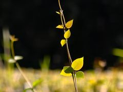 -敬亭山风景名胜区