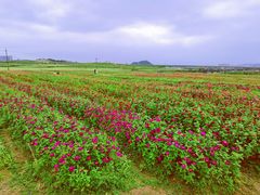 -光明小镇欢乐田园