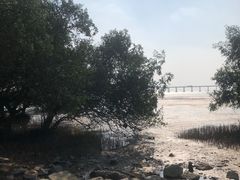 -宝安西湾红树林湿地公园