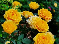 -人民公园(罗湖区)