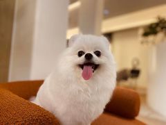 -萌兽医馆·眼科·异宠专科(三里屯店)
