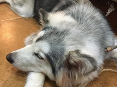 -李小姐の猫咖啡馆(五角场店)