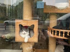 -哆趣宠物医院·眼科·内镜·急重症转诊中心(上海店)