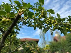 -大连金石滩绿发温泉假日酒店