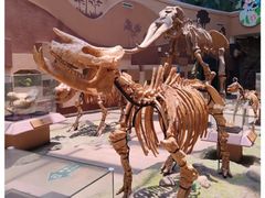 -陕西自然博物馆