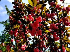 -长白岛森林公园