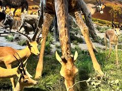 -国家自然博物馆