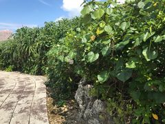 -上野德国文化村