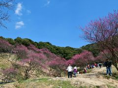 -新建村梅花