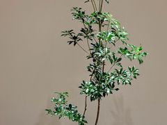 -恒悦轩·粤菜(上海展览中心店)