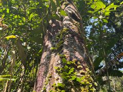 -海南热带雨林国家公园吊罗山景区
