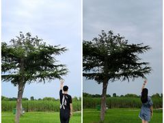 -合肥滨湖国家森林公园