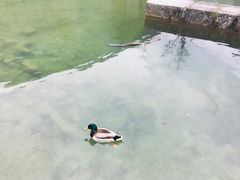 -柯尼希湖