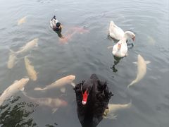 -深圳东部华侨城茵特拉根酒店