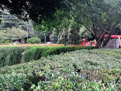 -神仙树公园