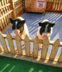 -萌宠亲子动物乐园(槐房万达店)