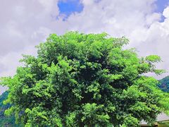-万峰林风景区