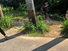 -中山市树木园