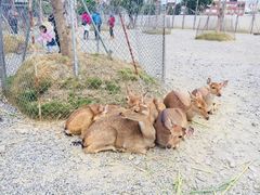 -鹿境梅花鹿生态园区